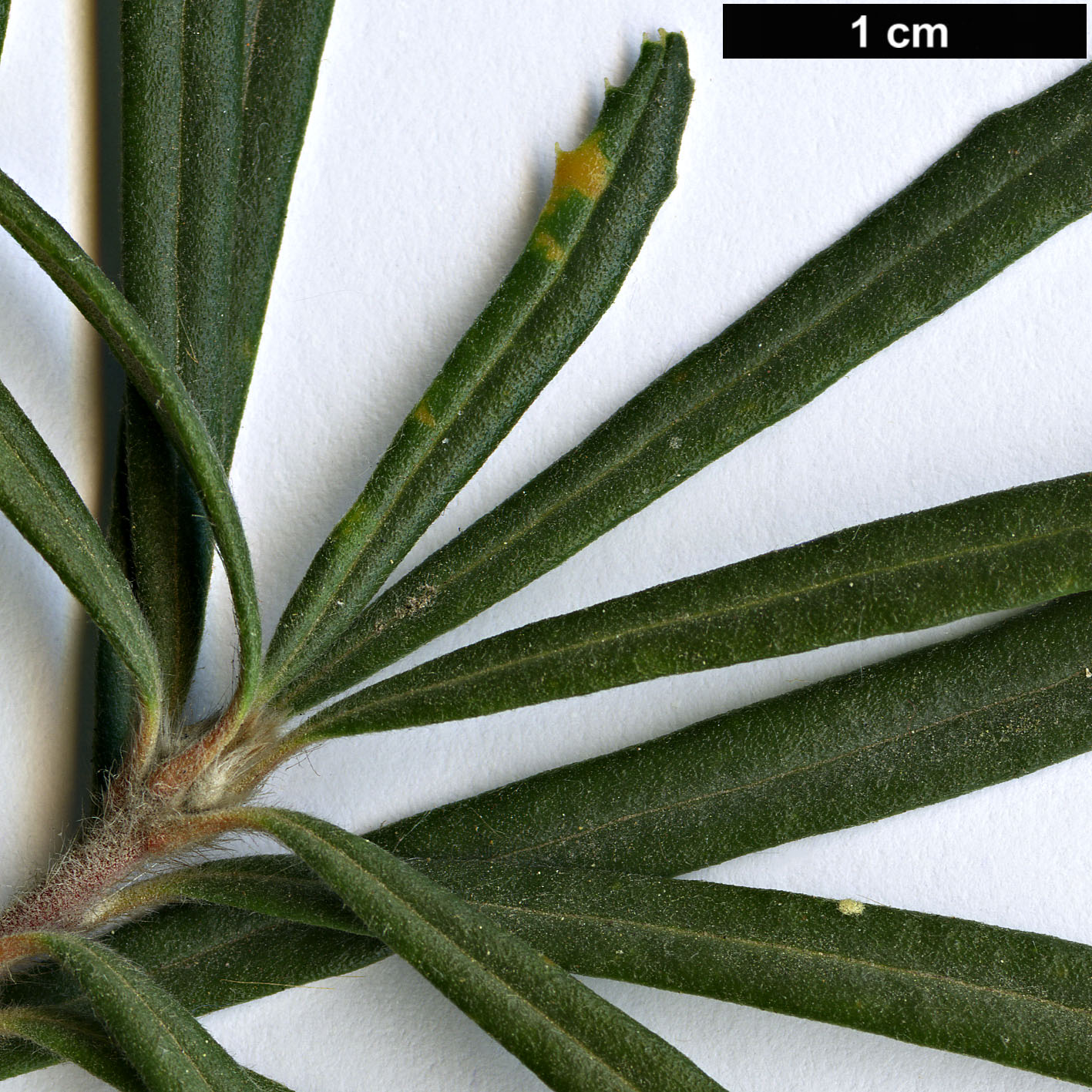 High resolution image: Family: Proteaceae - Genus: Banksia - Taxon: spinulosa - SpeciesSub: var. cunninghamii